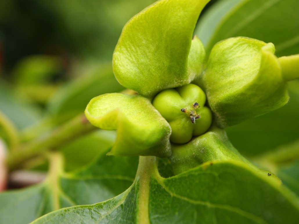 柿の木を剪定する３つの理由 失敗できない大切な作業です 西条柿を日本一つくる柿専門農家 柿壺