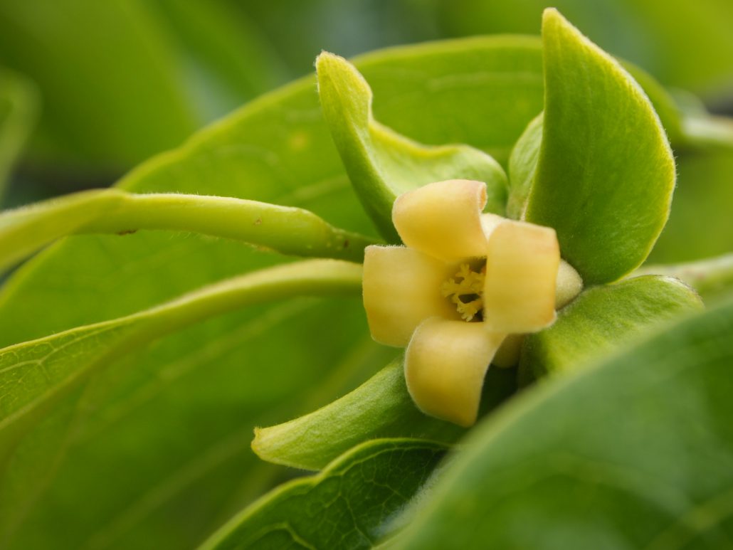 柿の木を剪定する３つの理由 失敗できない大切な作業です 西条柿を日本一つくる柿専門農家 柿壺