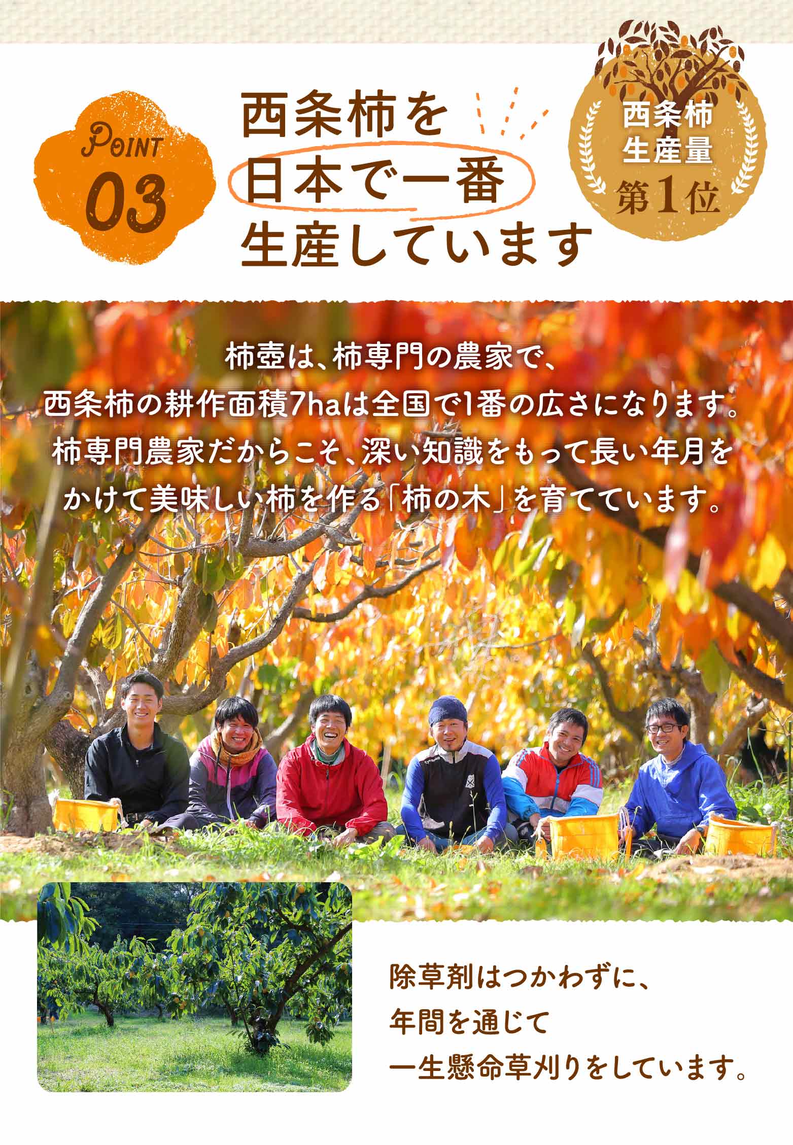 ポイント3。西条柿を日本で一番生産しています。西条柿の生産量が、日本1位です。柿壺は、柿専門の農家で、西条柿の耕作面積は7haは全国で1番の広さになります。柿専門農家、、深い知識ももってって長い年月かかけてけて美味しい柿を作る「柿の木」を育てています。除草剤は使わずに、年間を通じて一生懸命草刈りをしています。