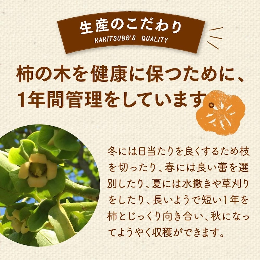 生産のこだわり。柿の木を健康保つために、1年間管理をしています。冬には日当たりを良くするため枝を切ったり、春には良い蕾を選別したり、夏には水撒きや草刈りをしたり、長いようで短い1年を柿とじっくり向き合い、秋になってようやく収穫ができます。