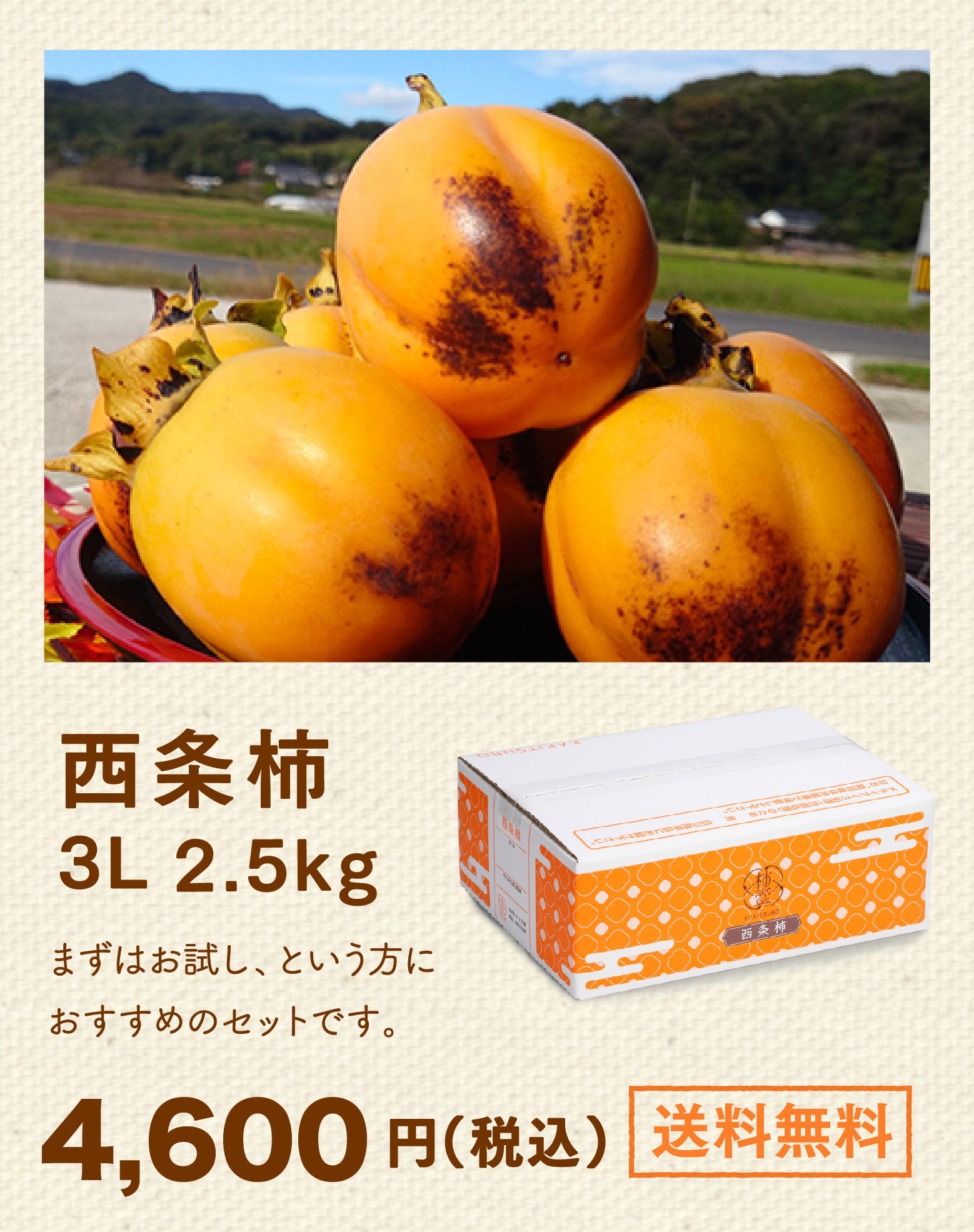西条柿3L 2.5kg。まずはお試し、という方におすすめのセットです。4,600円（税込）。送料無料。